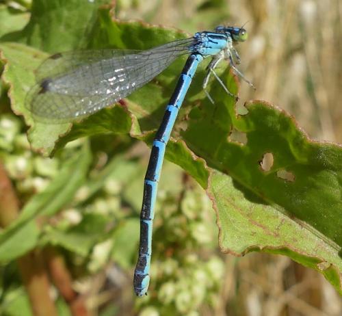 Réf. 291 478 : Coenagrion scitulum